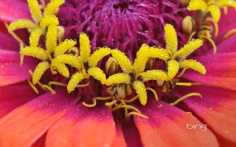 ZinniaFlower1920x12007-19-2011 10_00_24 AM Bing Desktop